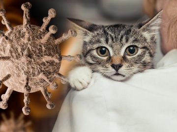 Zvířata a koronavirus