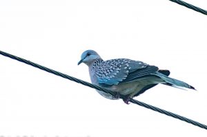 Bird Pigeon Ornithology Species  - balouriarajesh / Pixabay