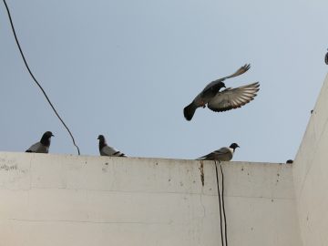 Nejčastější dotazy – Ptačí chřipka, omezení venkovního chovu drůbeže