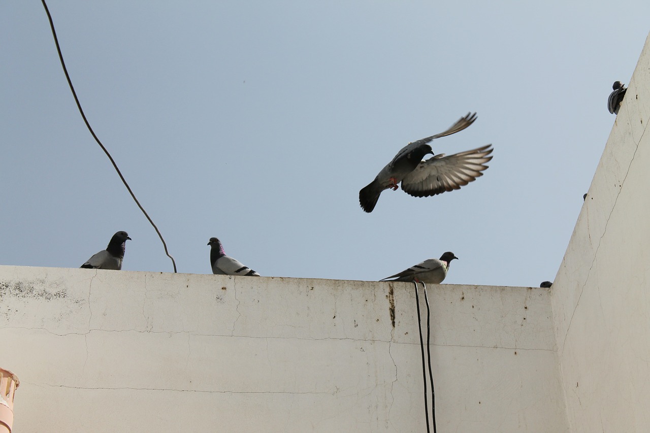 Birds Flight Freedom Happy Family - Risy / Pixabay