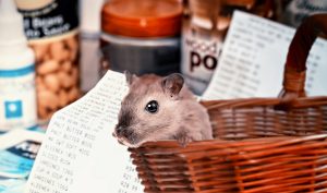 Hamster Shopping Covid   - pixel2013 / Pixabay