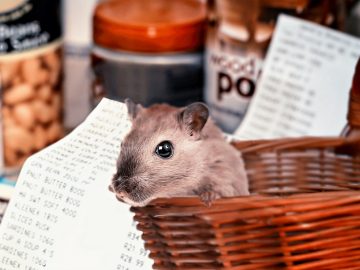 Hamster Shopping Covid   - pixel2013 / Pixabay
