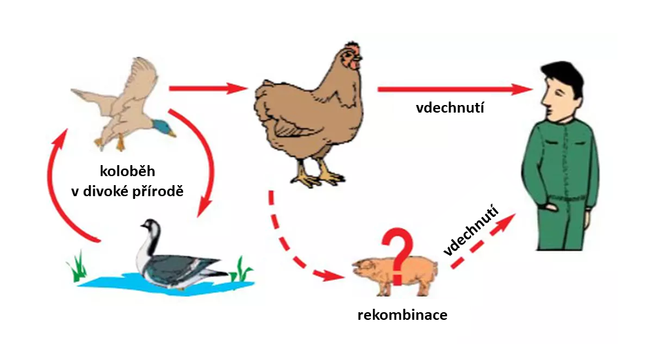 Co způsobuje ptačí chřipka?